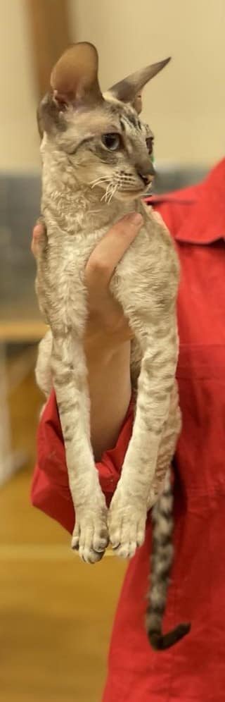 Ällva bortsprungen Cornish Rex Malmö Staffanstorp Sverige Skåne