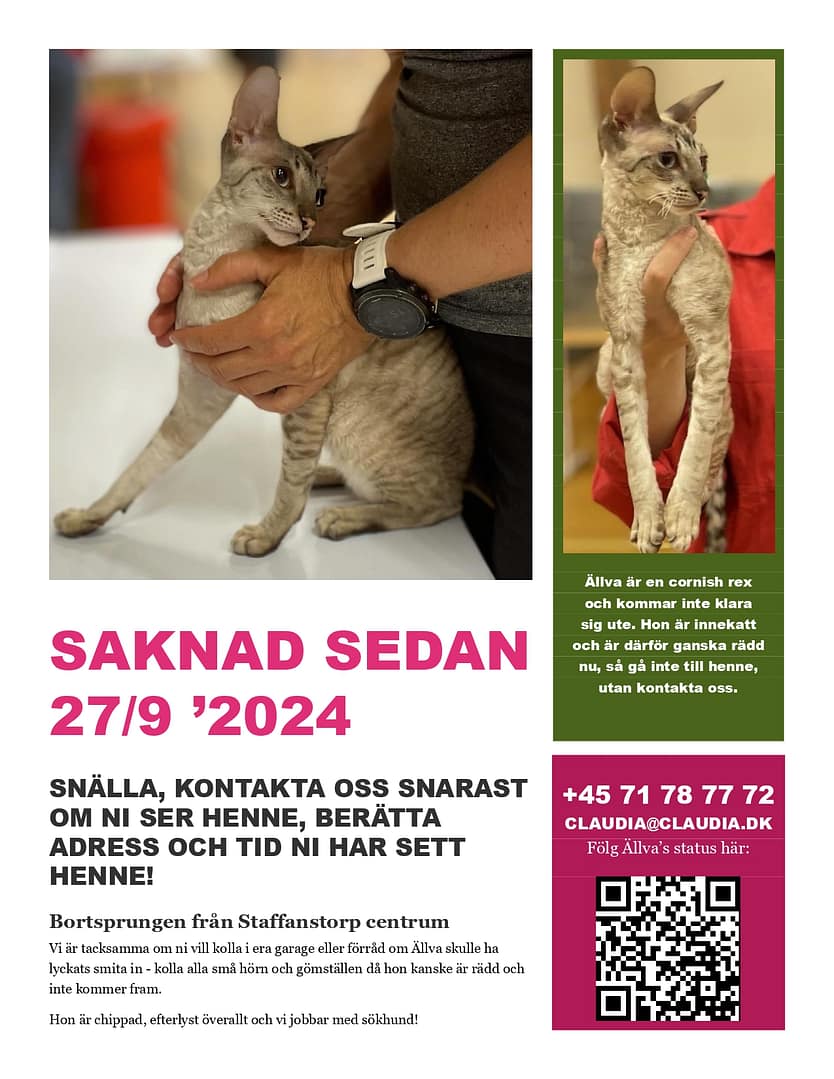 Ällva bortsprungen katt Cornish Rex Malmö Staffanstorp Sverige Skåne